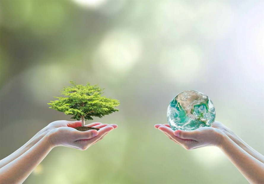 treedom-new-work-forest-PROAD im Agentursoftware-Guide